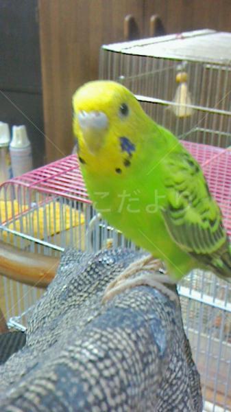 迷い鳥の写真