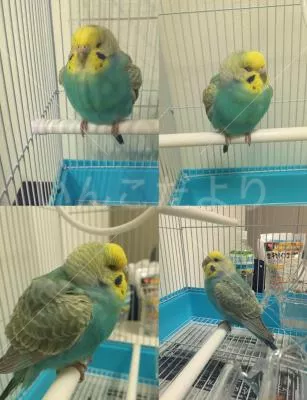 保護鳥の写真