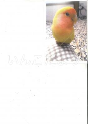 迷い鳥の写真
