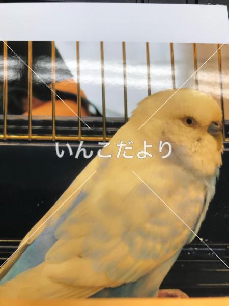 保護鳥の写真