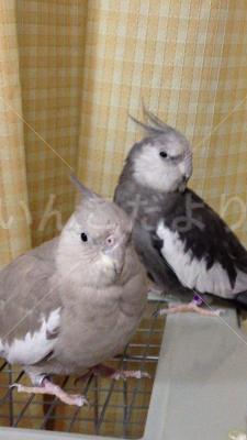 迷い鳥の写真