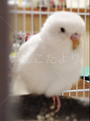 保護鳥の写真