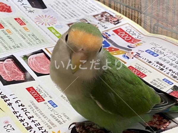迷い鳥の写真