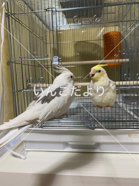 迷い鳥の写真