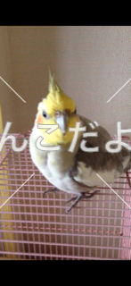 迷い鳥の写真