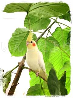 迷い鳥の写真
