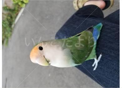 迷い鳥の写真