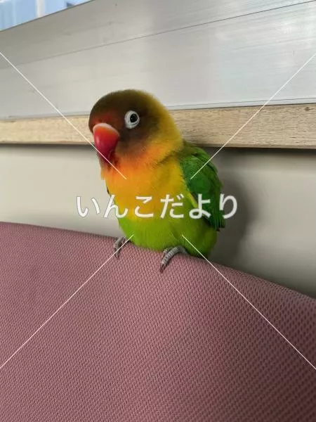 保護鳥の写真
