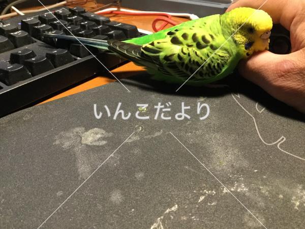 迷い鳥の写真