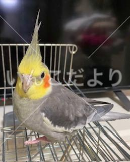 迷い鳥の写真