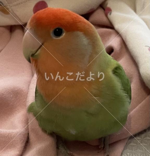 迷い鳥の写真