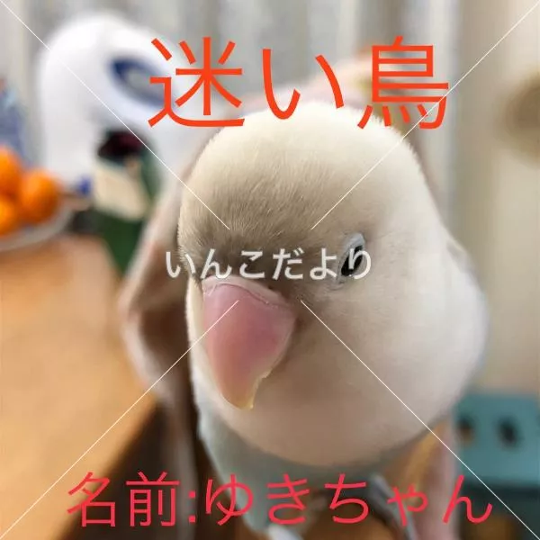 迷い鳥の写真