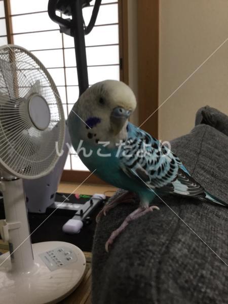迷い鳥の写真