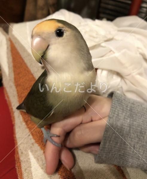 迷い鳥の写真