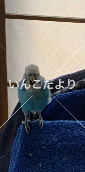 迷い鳥の写真