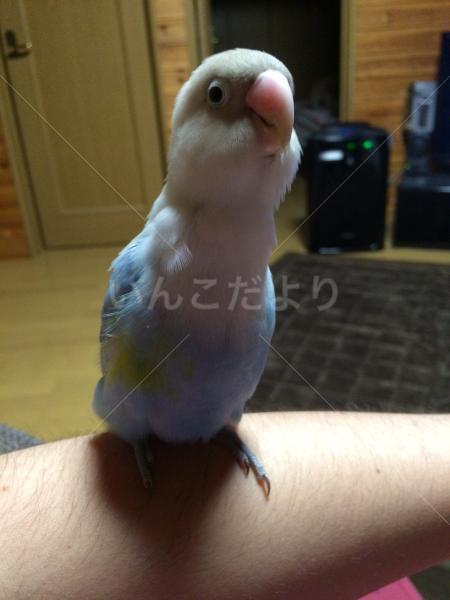 迷い鳥の写真