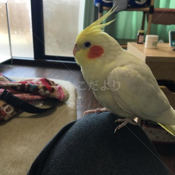 迷い鳥の写真