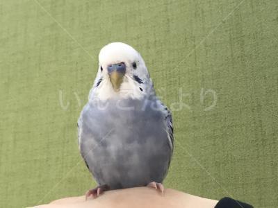 保護鳥の写真
