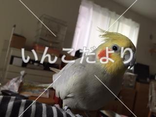 迷い鳥の写真