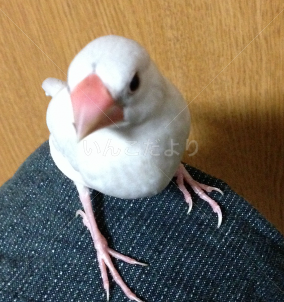 迷い鳥の写真