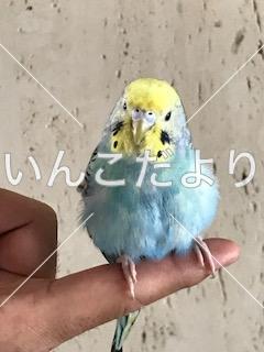 保護鳥の写真