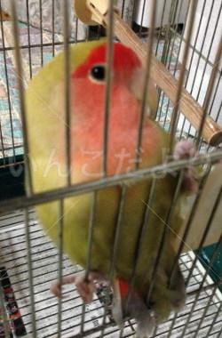 保護鳥の写真