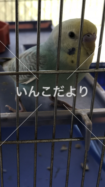 保護鳥の写真