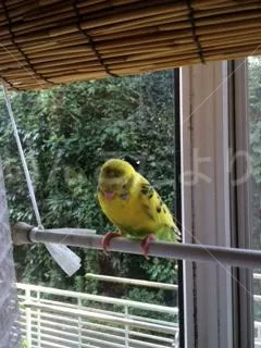 保護鳥の写真