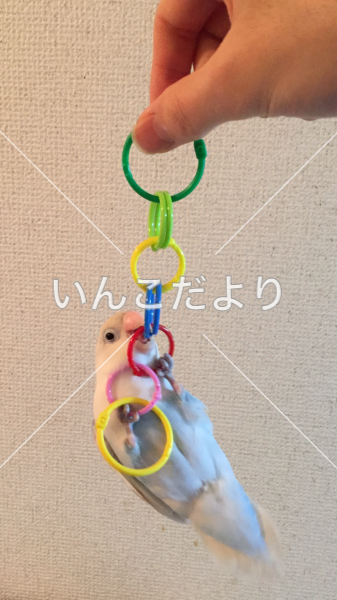 迷い鳥の写真