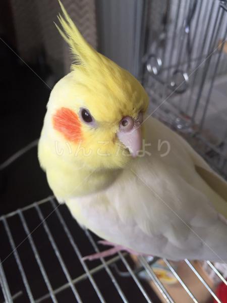 迷い鳥の写真