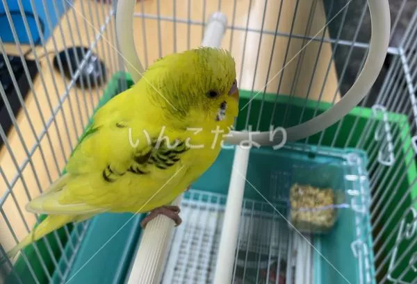 保護鳥の写真