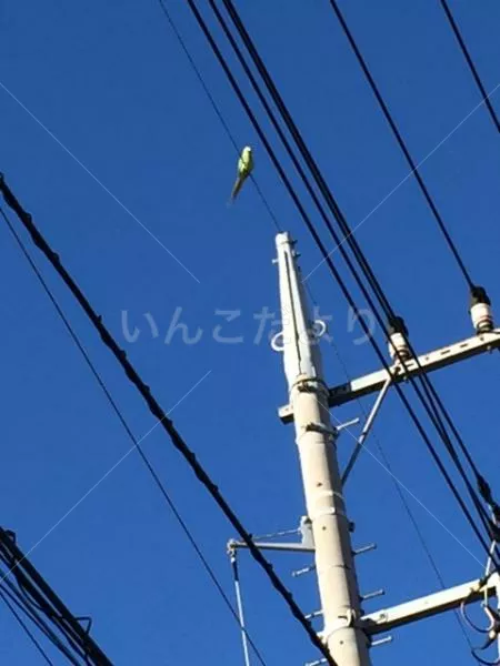 保護鳥の写真