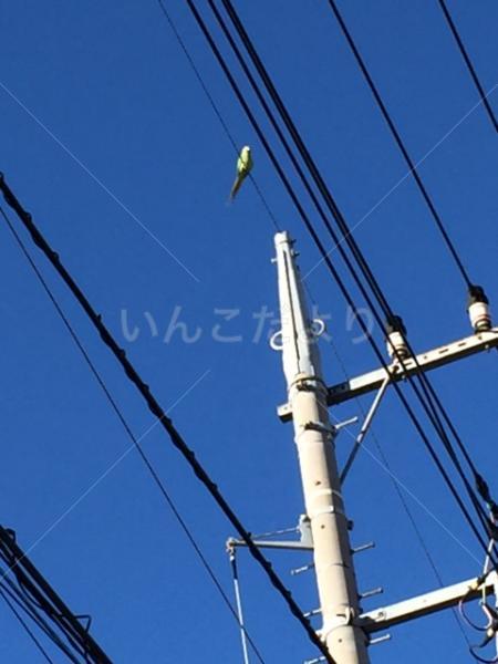 保護鳥の写真
