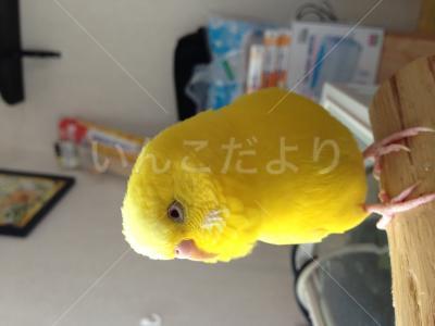 迷い鳥の写真