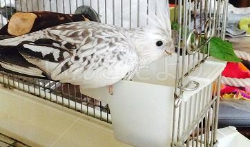 保護鳥の写真