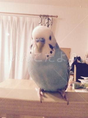 迷い鳥の写真