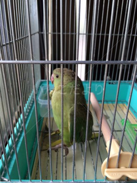 保護鳥の写真