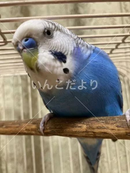 保護鳥の写真