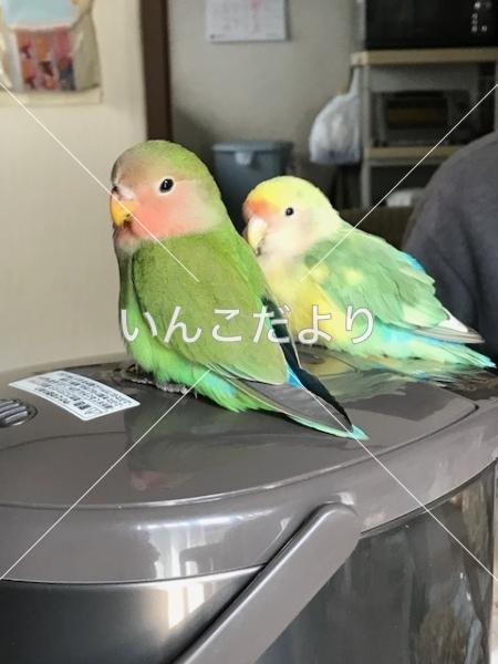 迷い鳥の写真