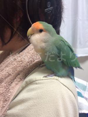 迷い鳥の写真