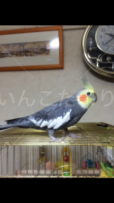迷い鳥の写真