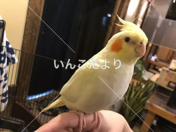 保護鳥の写真