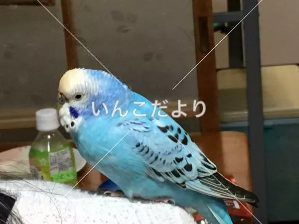 保護鳥の写真