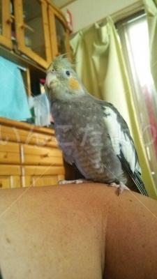 迷い鳥の写真