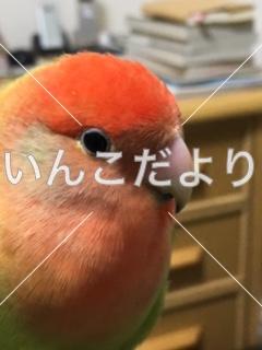 迷い鳥の写真
