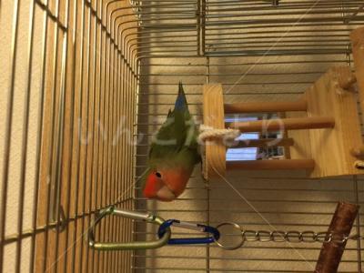 保護鳥の写真