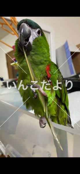 迷い鳥の写真
