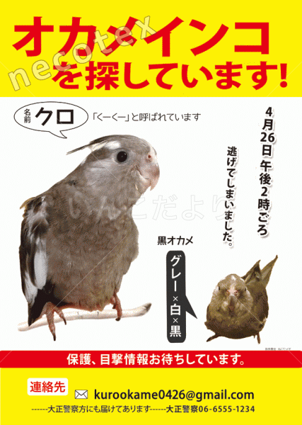 迷い鳥の写真