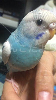 迷い鳥の写真