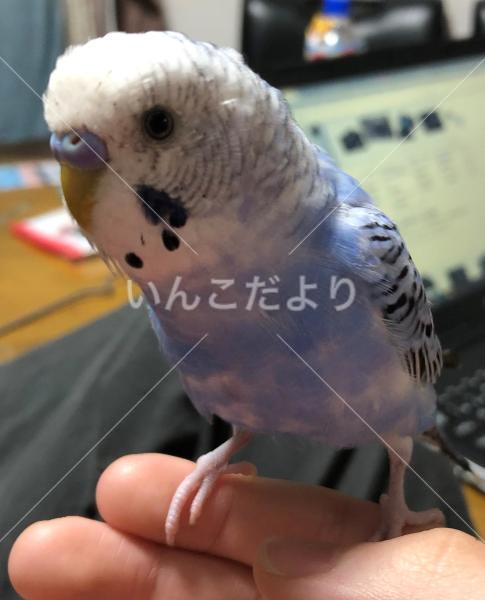 迷い鳥の写真